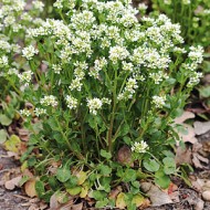 Lingureaua-Cochlearia officinalis