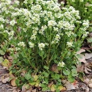 Lingureaua-Cochlearia officinalis - Img 6