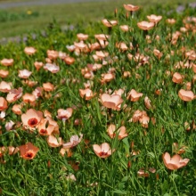 Linum Salmon