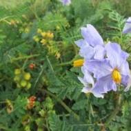 Litchi Tomato-Solanum Sisymbriifolium - Img 4