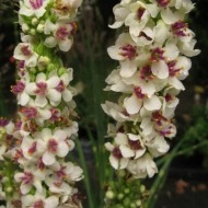 Lumanarica-Verbascum chaixii Wedding Candles - Img 1