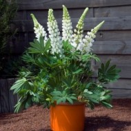 Lupin peren-Lupinus polyphyllus mix