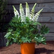 Lupin peren-Lupinus polyphyllus mix - Img 2