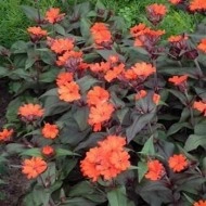 Lychnis Arkwrightii Vesuvius - Img 1