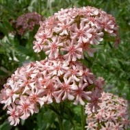 Lychnis chalcedonica Carnea-roz - Img 1