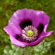Mac Somniferum Single Lilac