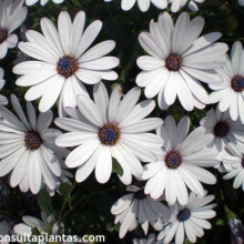 Margareta Africana-Osteospermum ecklonis