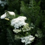 Meum athamanticum - Img 3