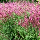 Mexican Hyssop-Agastache mexicana - Img 2