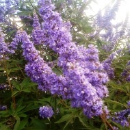 Mielareaua-Vitex agnus castus - Img 3