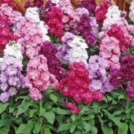 Mixandra-Matthiola incana