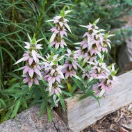 Monarda punctata-Spotted Bee Balm
