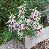 Monarda punctata-Spotted Bee Balm - Img 6