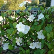 Moonflower-Ipomoea alba - Img 5