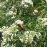Mountain Mint-Pycnanthemum mix - Img 2