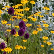 Musetel galben-Anthemis tinctoria