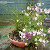 Nicotiana-Regina noptii alba