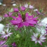 Nigella Damascena-Negrilica de Damasc - Img 2