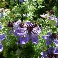 Nigella Hispanica Blue - Img 2