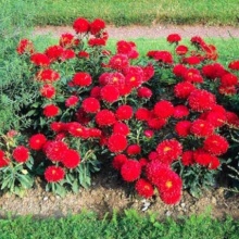 Ochiul boului-Callistephus chinensis Milady Scarlet