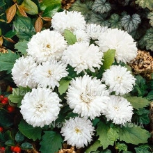 Ochiul boului-Callistephus chinensis Milady White