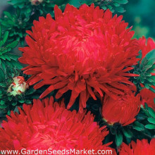 Ochiul boului-Callistephus chinensis Paeony Red