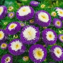 Ochiul boului-Callistephus chinensis Pompon Blue & White - Img 2