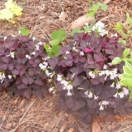 Oxalis Triangularis - Img 6