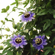 Passiflora Caerulea