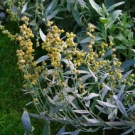 Pelin de argint-Artemisia Ludoviciana