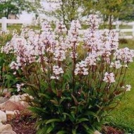 Penstemon Mystica  - Img 2