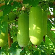 Pepene galben de iarna Wax Gourd