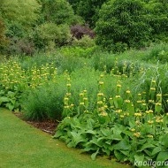Phlomis russeliana-Ierusalim Salvie - Img 2