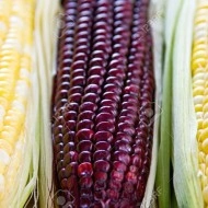 Porumb dulce Purple Corn - Img 3