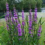 Rachitan-Lithrum Salicaria
