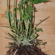Rostopasca-Chelidonium Majus