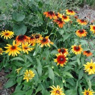 Rudbeckia Hirta Gloriosa Daisy