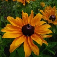 Rudbeckia Hirta Marmalade - Img 1