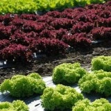 Salata Lollo Rossa - Img 2