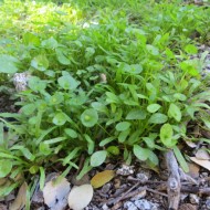 Salata minerului-Claytonia Perfoliata