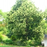Salcam japonez-Sophora japonica - Img 2