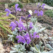 Salvia Cyanescens - Img 2