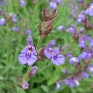 Salvia Lavandulifolia - Img 2