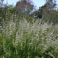 Salvia Mellifera-Black Sage - Img 3