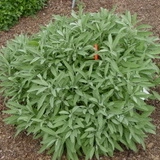 Salvia officinalis
