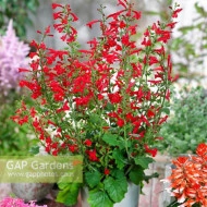 Salvia Roemeriana Arriba - Img 3