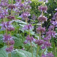 Salvia Verticillata Purple Rain - Img 7