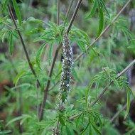 Schizonepeta tenuifolia-Jing Jie