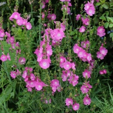 Sidalcea Malviflora Rosanna - Img 3