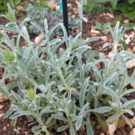 Sideritis Syriaca-Mountain tea